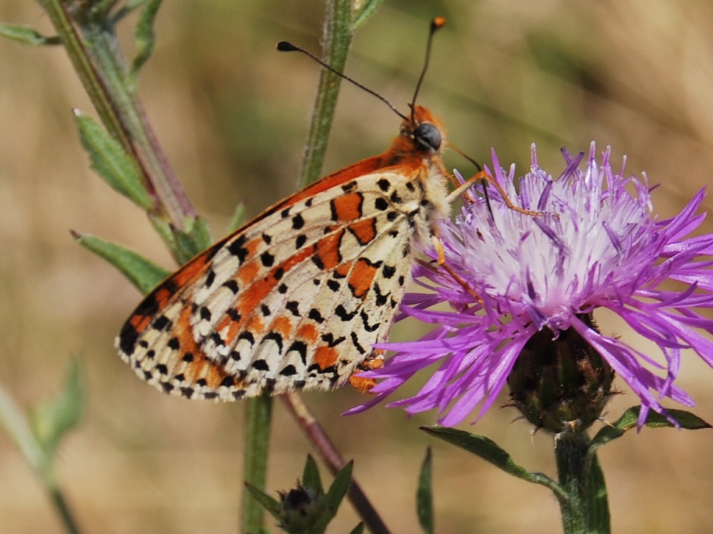 Melitaea?